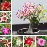 10 Thai Mixed 5 Adenium obesum Double layer (Desert Rose) Bonsai Seeds Fresh Flower New Seeds (Original Thai Seeds)